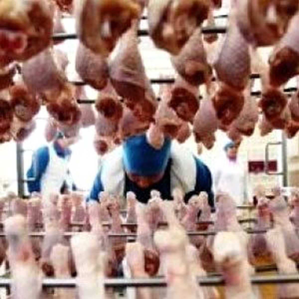 Tavuk Eti Üretimi Yüzde 13.5 Artışla 140 Bin 920 Tona Yükseldi