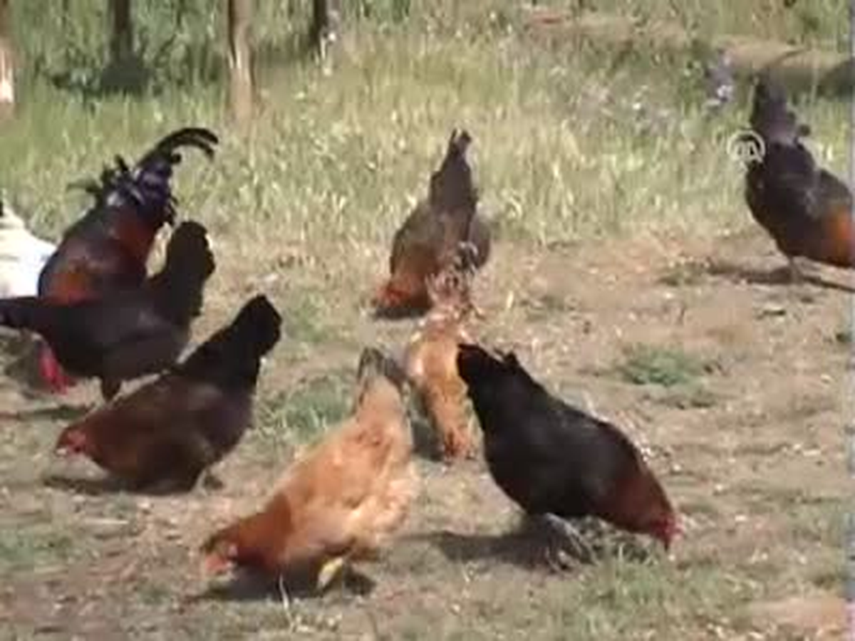 Bu Tavuk Yeşil Yumurtluyor!