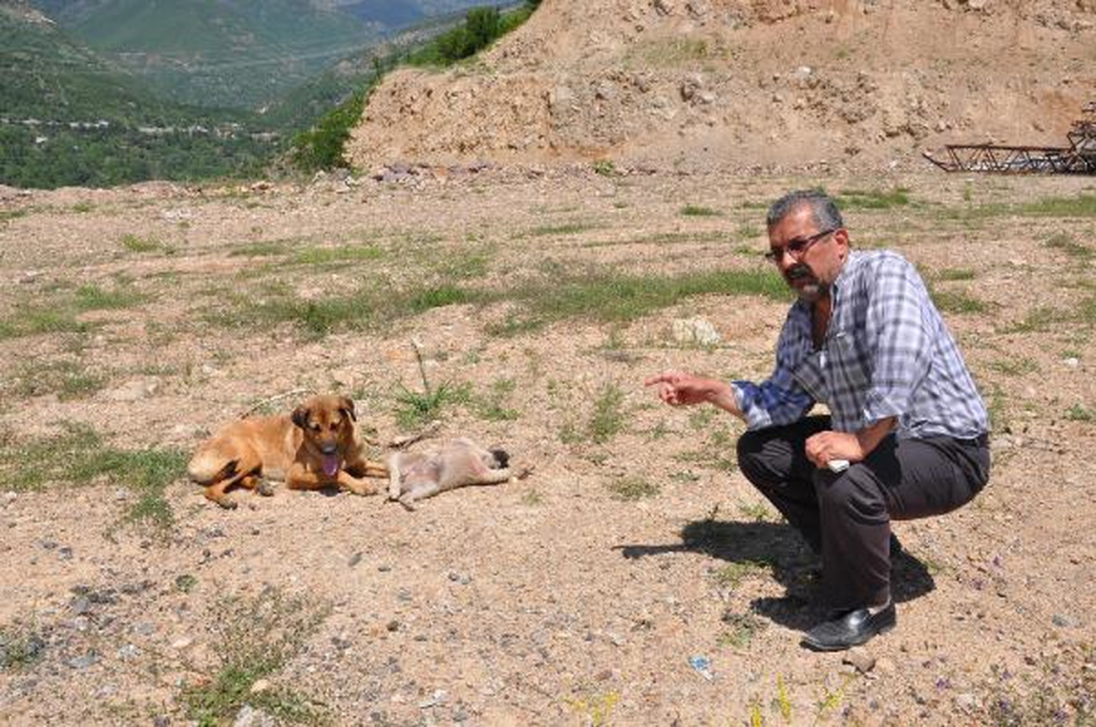 Anne Köpeğin Yürek Burkan Bekleyişi