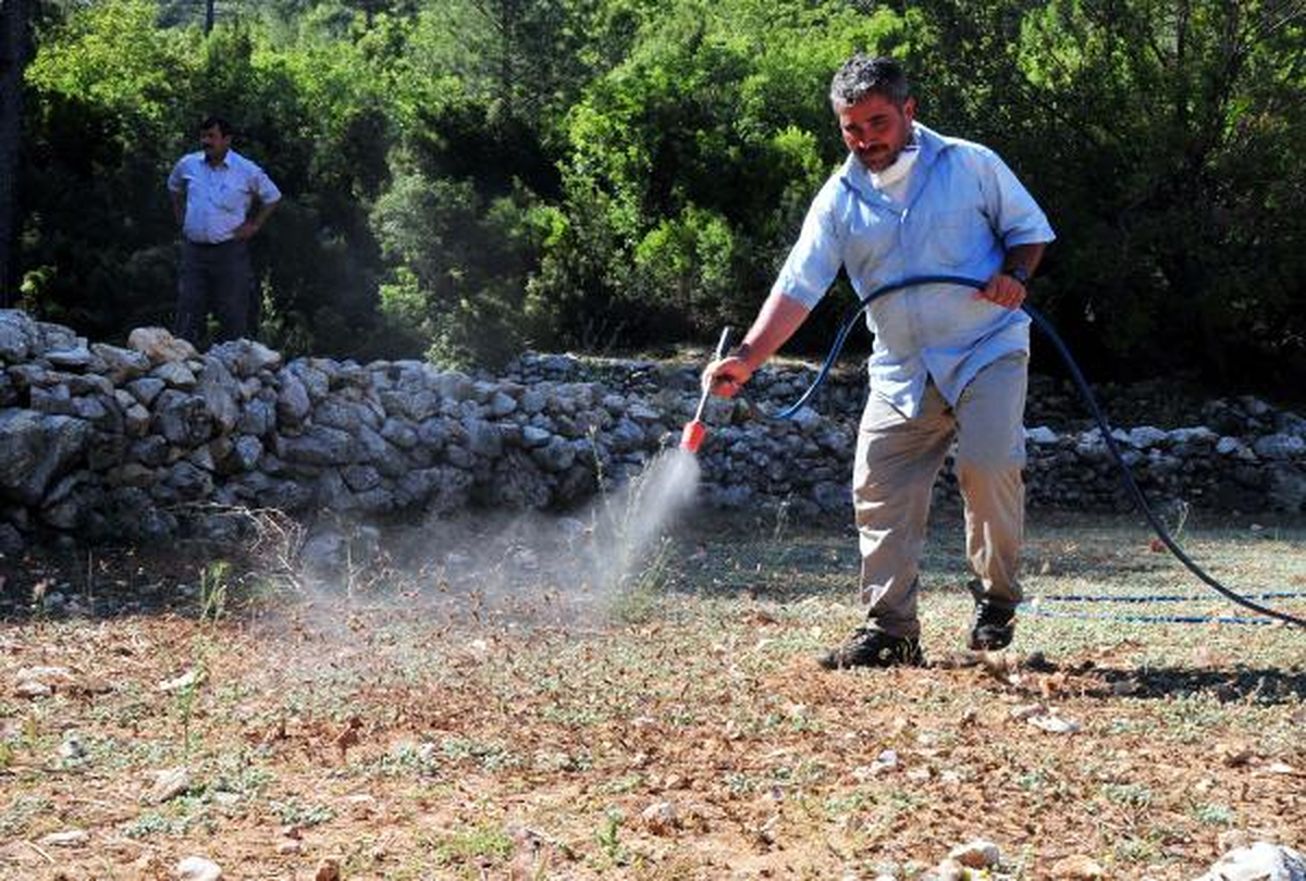 Çekirgelerin İstila Ettiği Köyde, 3 Yıldır Tarım Yapılamıyor