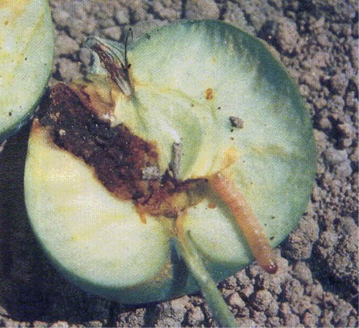 Elma İç Kurdu Zararlısında Mücadele Zamanı