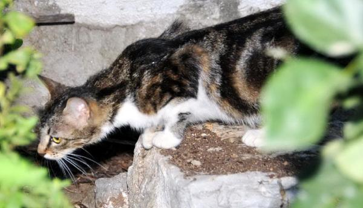 Gözleri Görmeyen Yavru Kediyi Akut Kurtardı