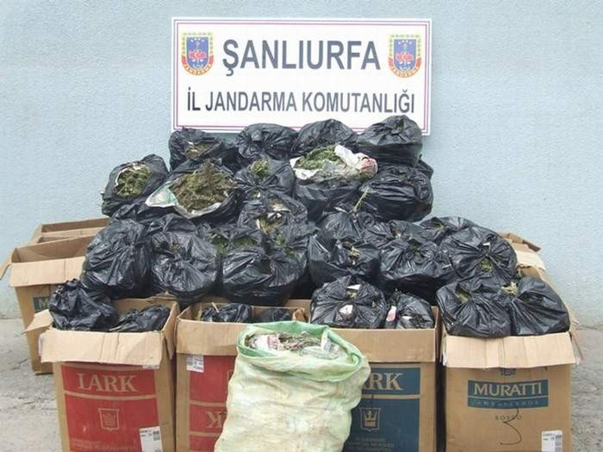 5 Bin 11 Kök Kenevir!