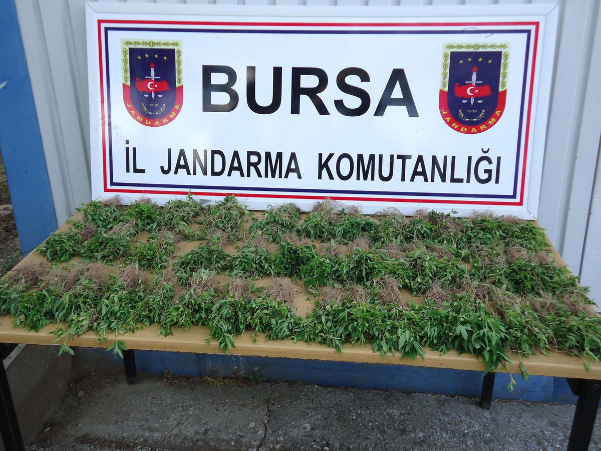 Karayolu Kenarında 10 Bin Kök Kenevir Ele Geçirildi