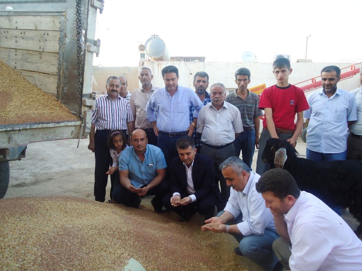 Kızıltepe Ovası\'nda Kırmızı Mercimek Hasadı Başladı