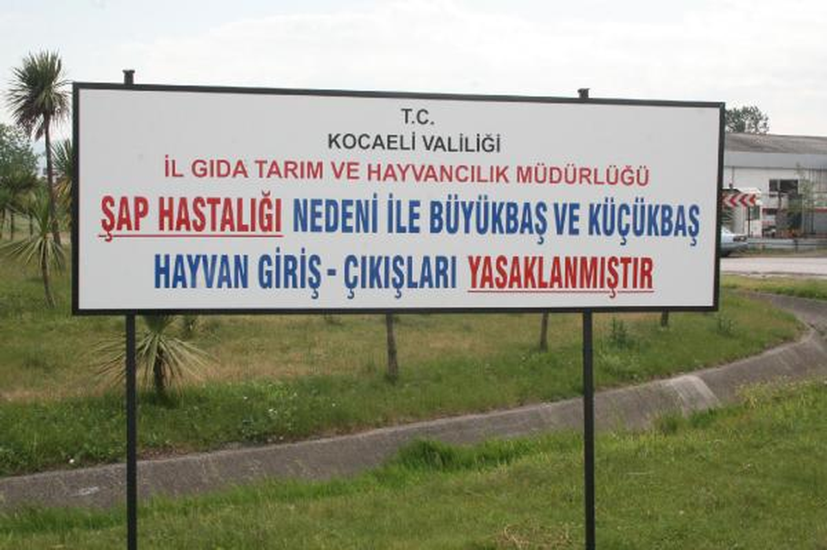 Kocaeli\'de Şap Salgını Nedeniyle Karantiya Uygulanıyor