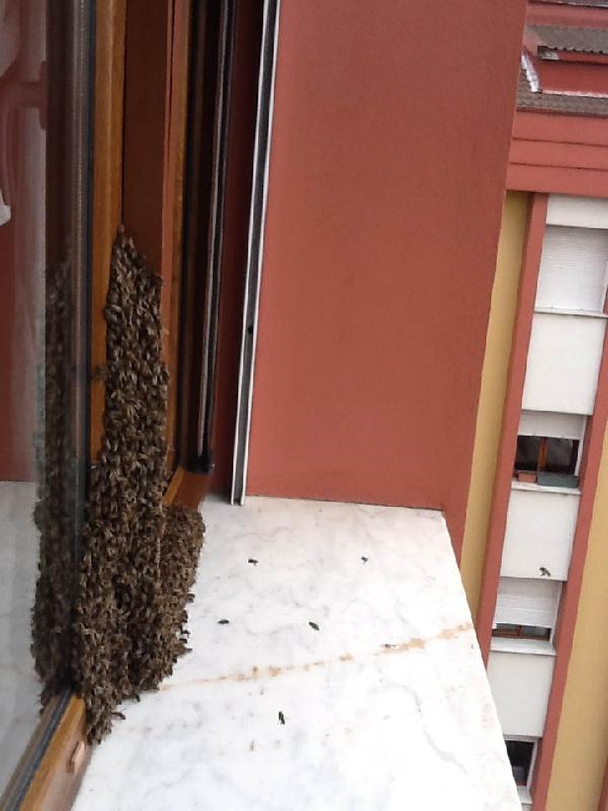 Oğul Veren Arılar Apartman Penceresinde