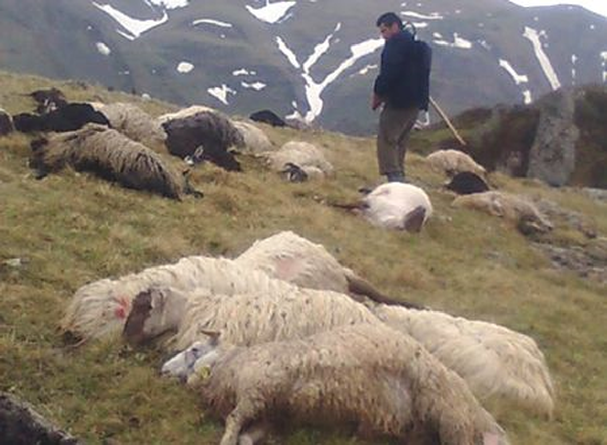 Trabzon\'un Araklı İlçesi\'nde Yıldırım Düşmesi Sonucu 70 Küçükbaş Hayvan Telef Oldu