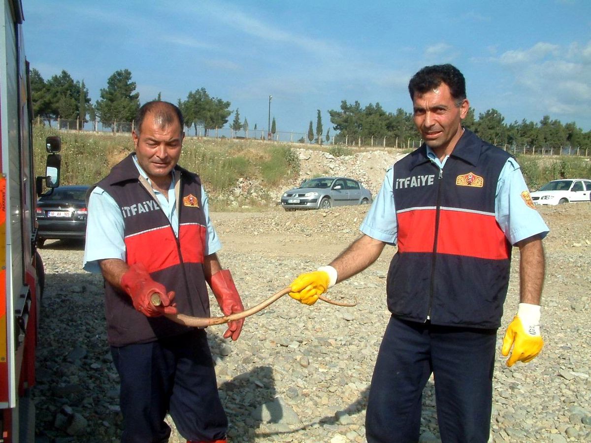 Burhaniye\'de İtfaiyeciler Yılan Avında
