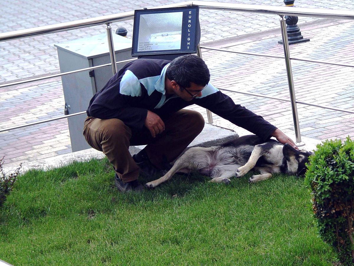 Doğanşehir'de Köpeklerin Öldürüldüğü İddiası