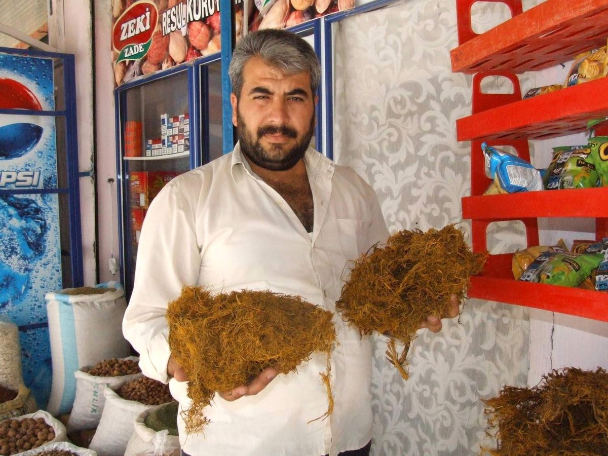 Meyan Kökü Görücüye Çıktı