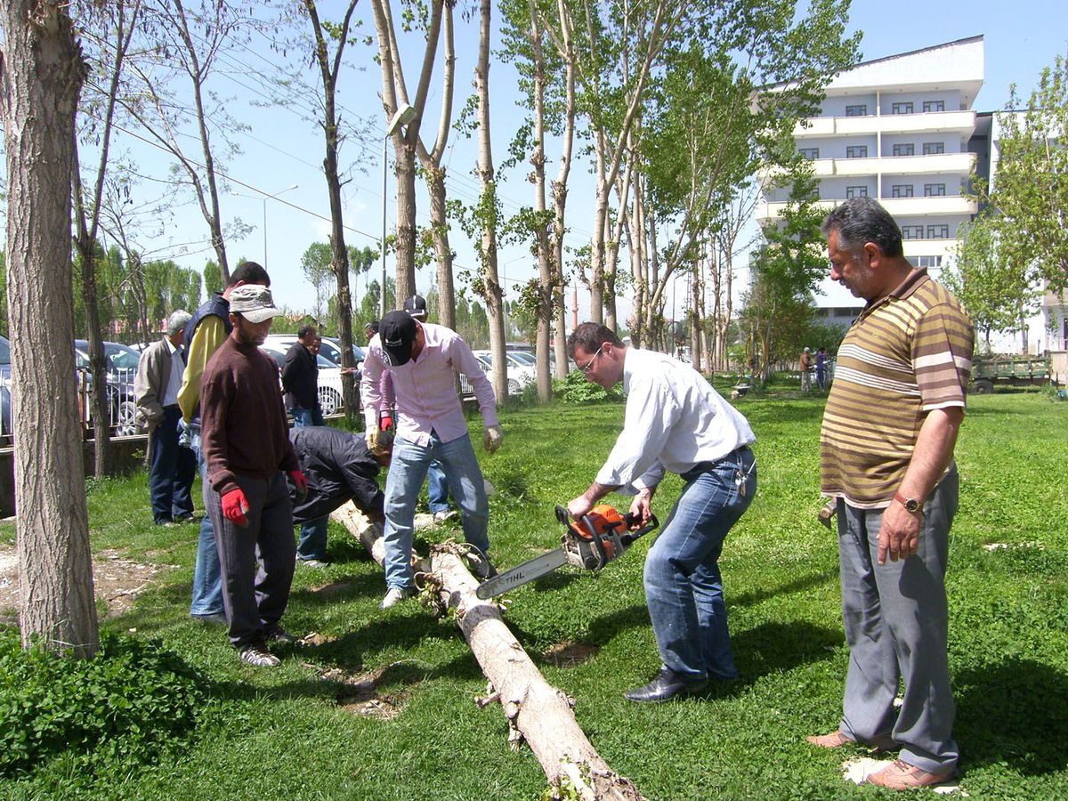 Yüksekova\'da Kavak Ağaçları Kesilecek