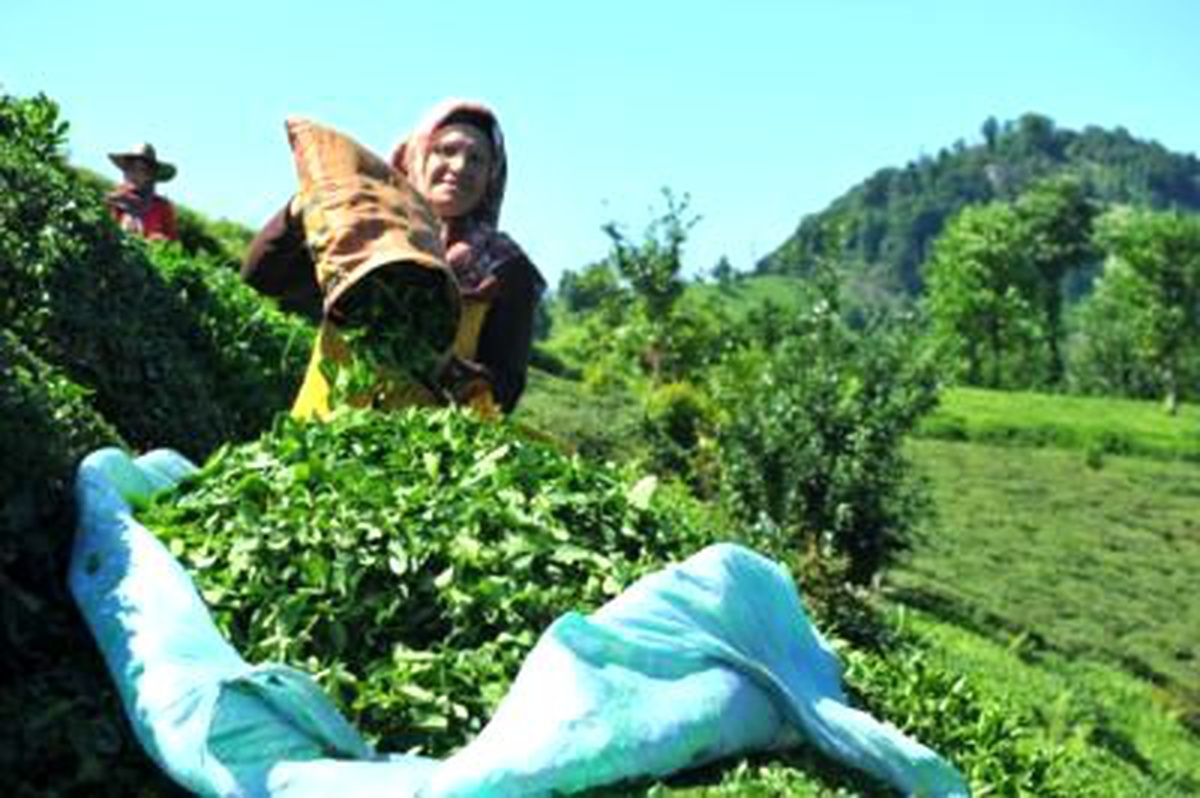 2012 Yılı Yaş Çay Alım Fiyatı 1.22 Lira Olarak Belirlendi