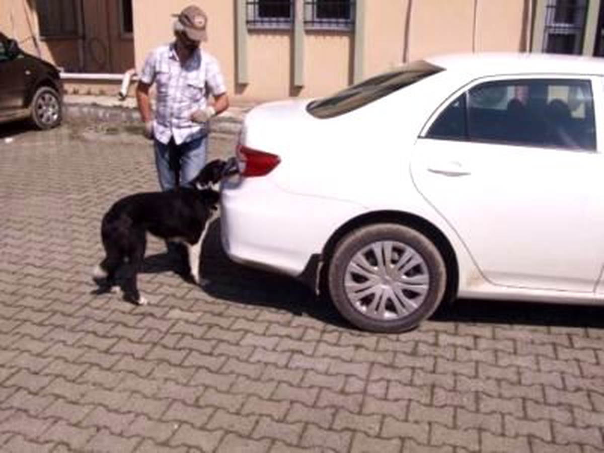 Bagaja Gizlenmiş Kokaini Narkotik Köpeği Dizel Buldu