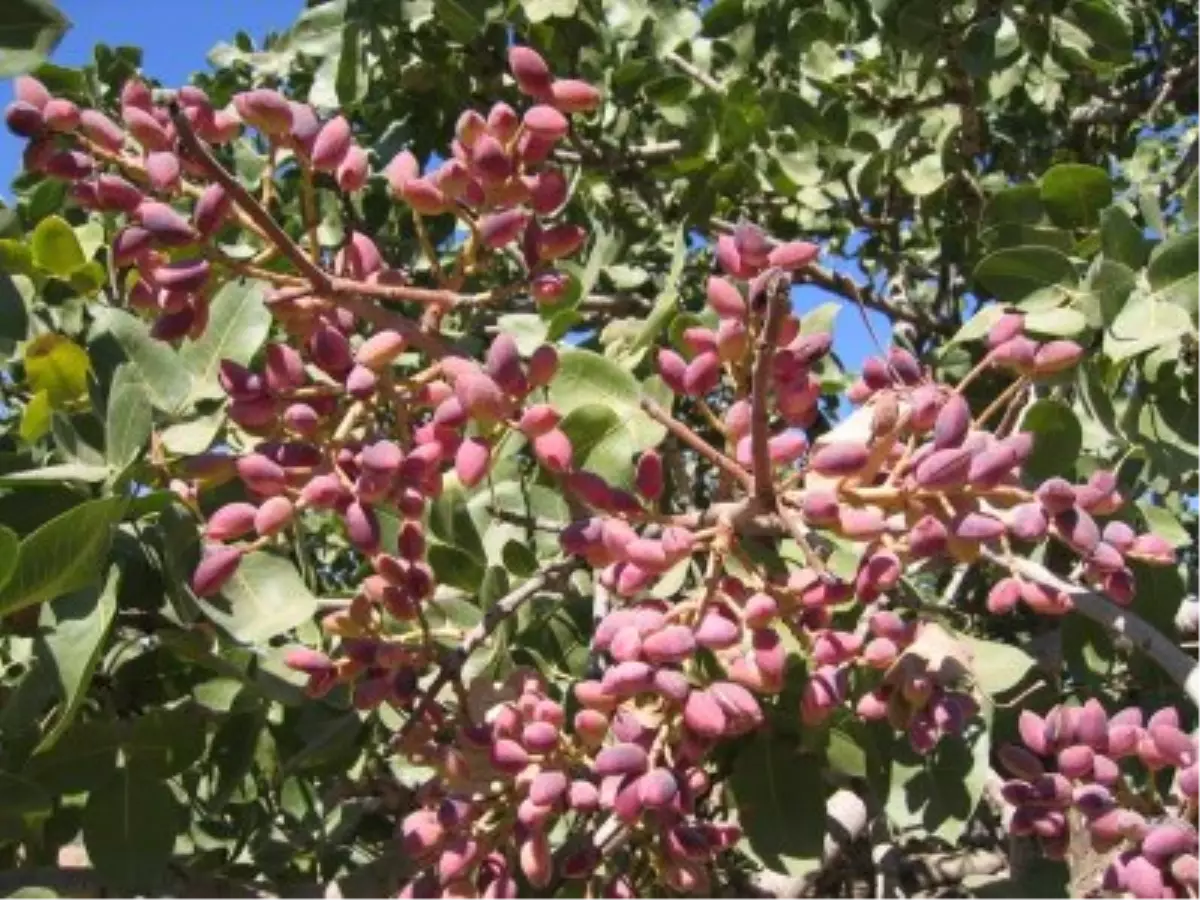 "Fıstığımız Bol Olsun" Projesi