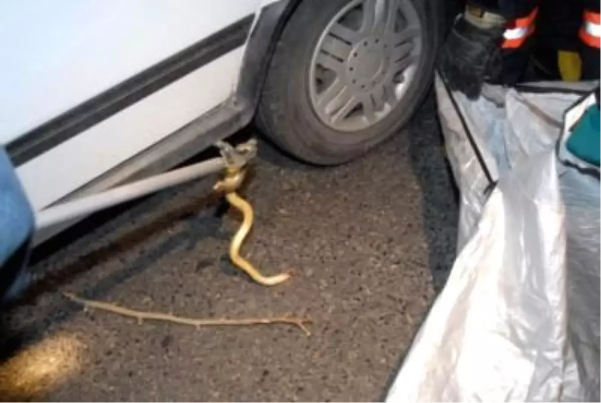 Kadıköy\'de Yılan Paniği