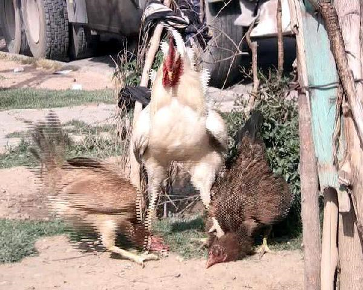 Kavgaya Tutuşan 2 Tavuğu, Horoz Güçlükle Ayırdı