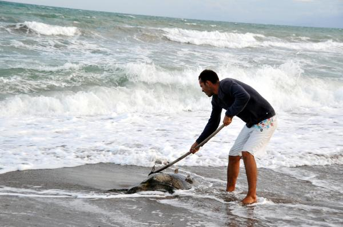 Caretta Caretta Ölüsü Sahile Vurdu
