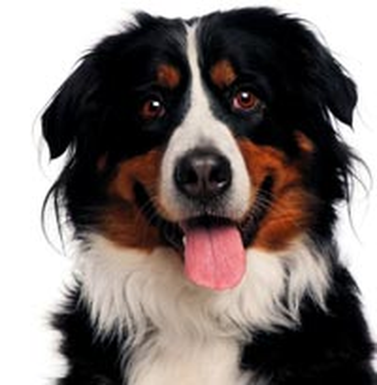 Karne Hediyesi Köpek Değildir!