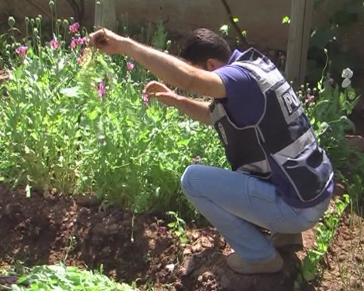 Evin Bahçesinde 120 Kök Hint Keneviri Ele Geçirildi