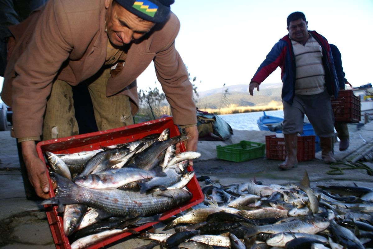Güllük Dalyan İhalesi İptal Edildi