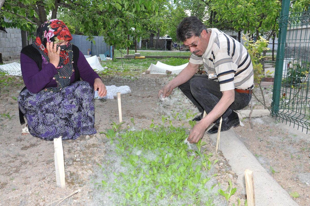 Vatandaş Kavak Ağaçlarından Rahatsız