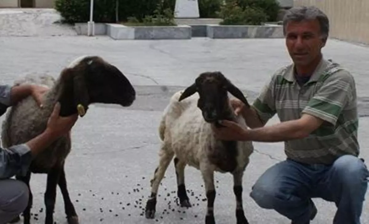 Ağıldan Koyun Çalan Şahıs Yakalandı