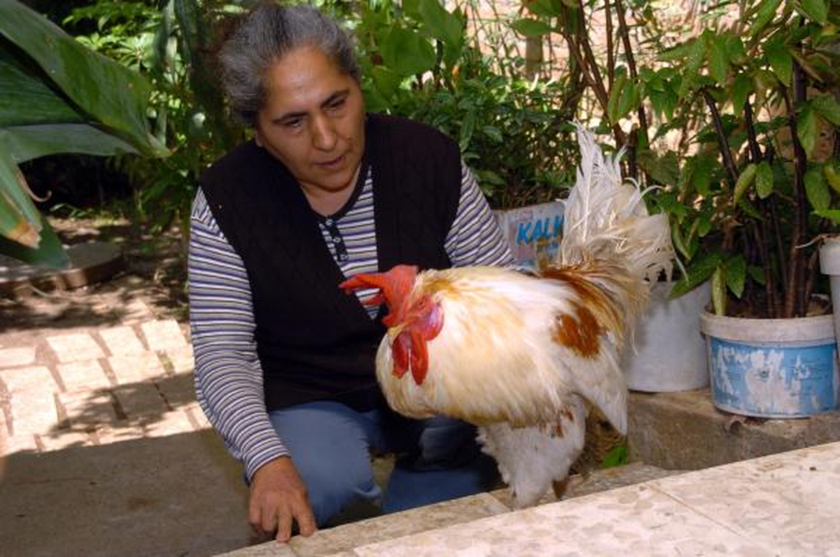 Çöpe Atılan Yumurtadan Çıkan Horoz
