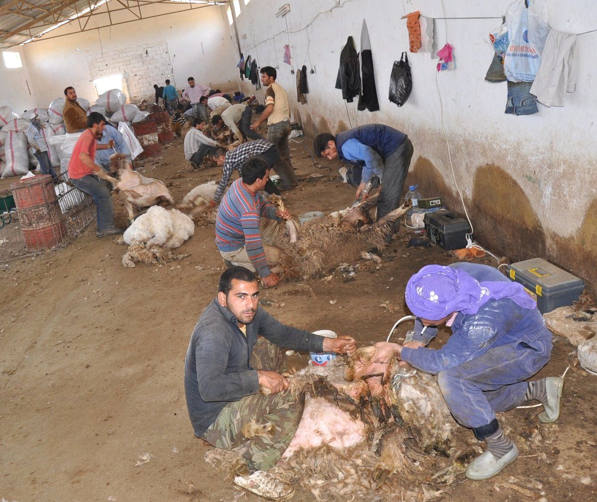Konforlu Hayvan Tıraşı İçin Çiftçiler Eğitiliyor