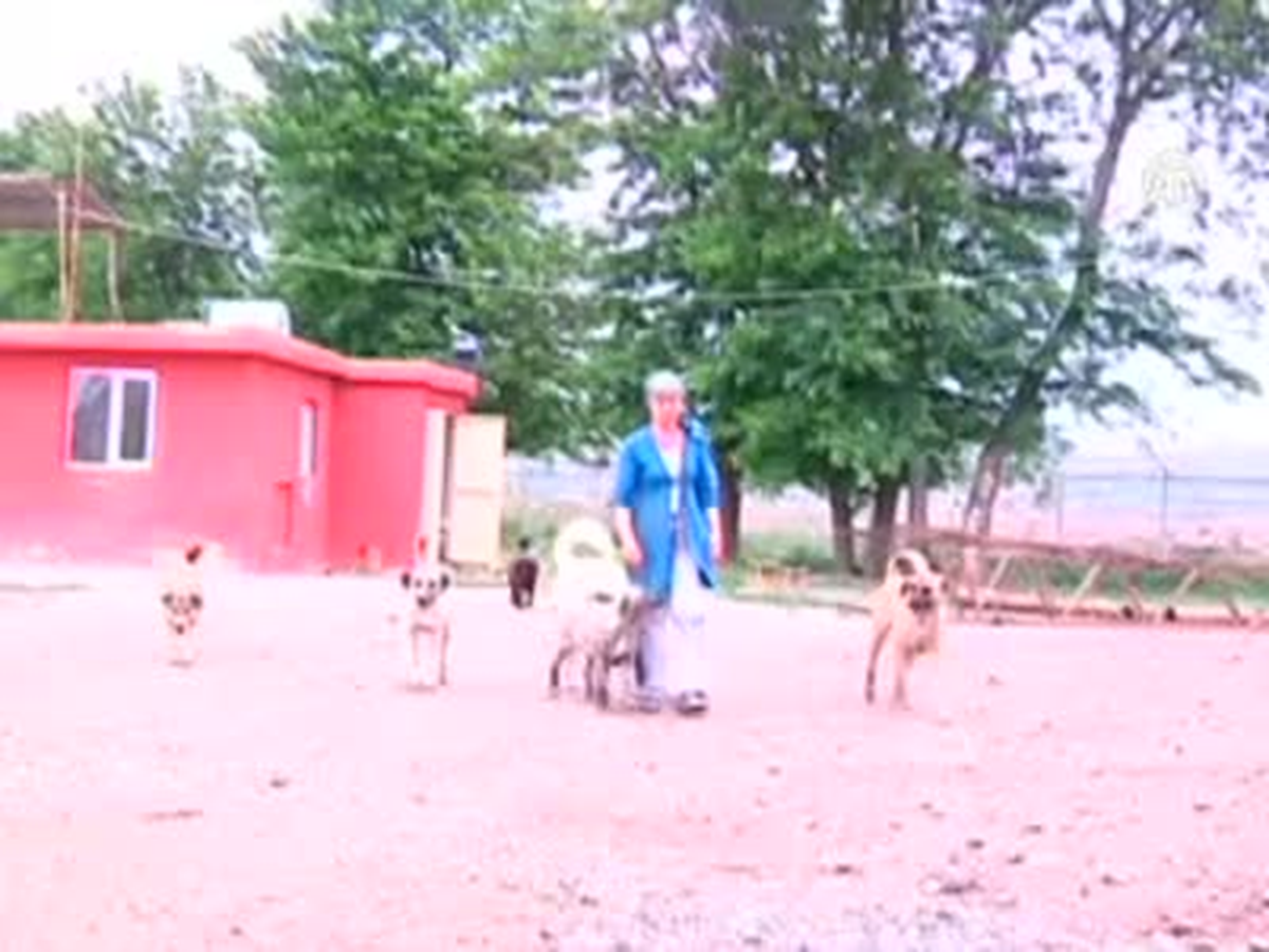 Köpekleri Uğruna Evsiz Kaldı