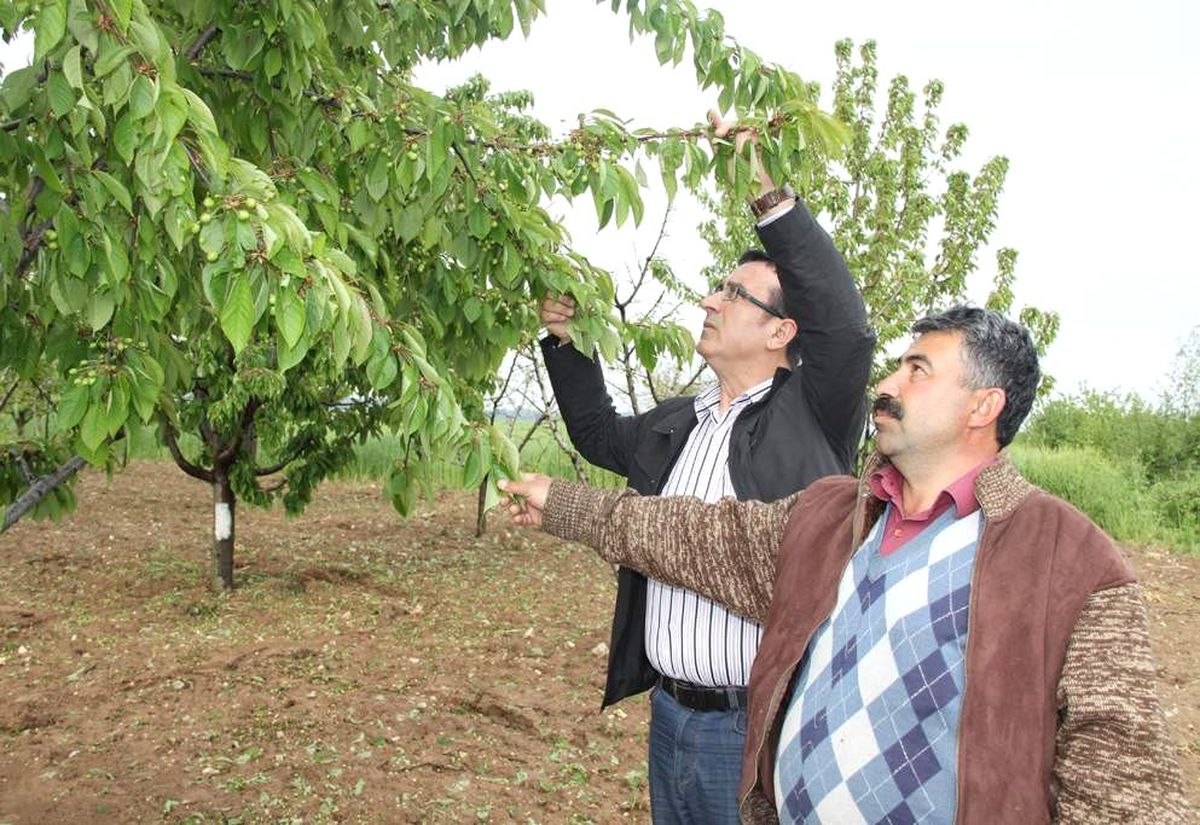 Bursa Ovasında Dolu Binlerce Dekarı Vurdu