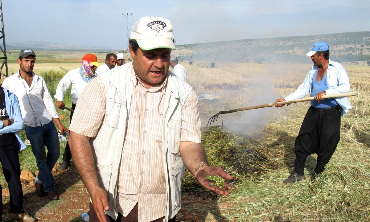 Çiftçiler Firik Festivali Düzenlenmesini İstiyor