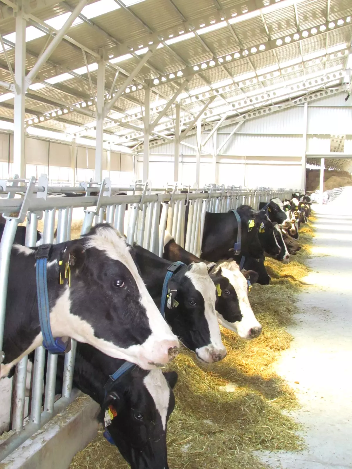 Devrekani Süt Çiftliği Tesisi Üretime Başladı