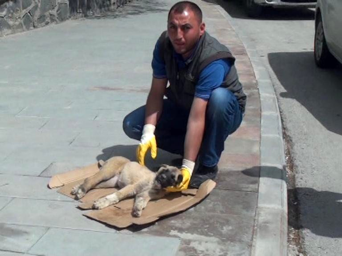 Otomobilin Çarptığı Yavru Köpeğin 2 Ayağı Kırıldı