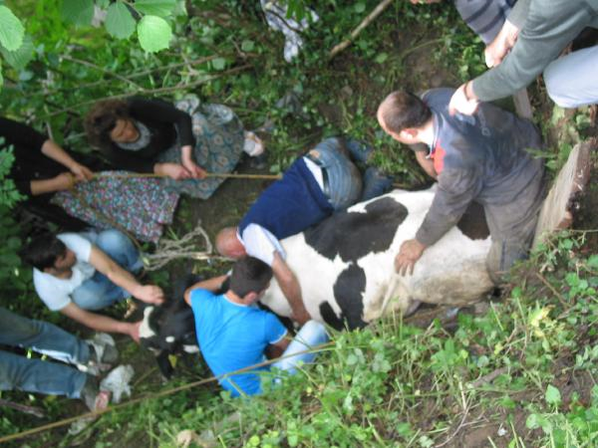 Uçuruma Yuvarlanan İnek 5 Saatte Kurtarıldı