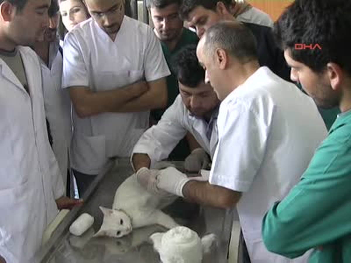 Deprem Nedeniyle İntihar Etmek İstedi