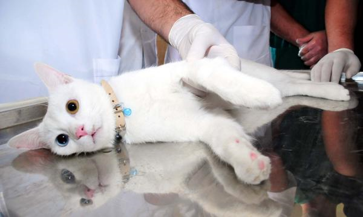 Bunalımdaki Kedi 5\'inci Kattan Atladı