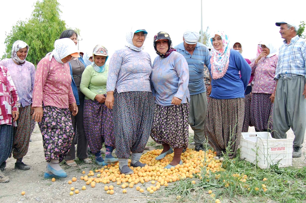 Kayısının Kilosu 30 Kuruşa Düştü