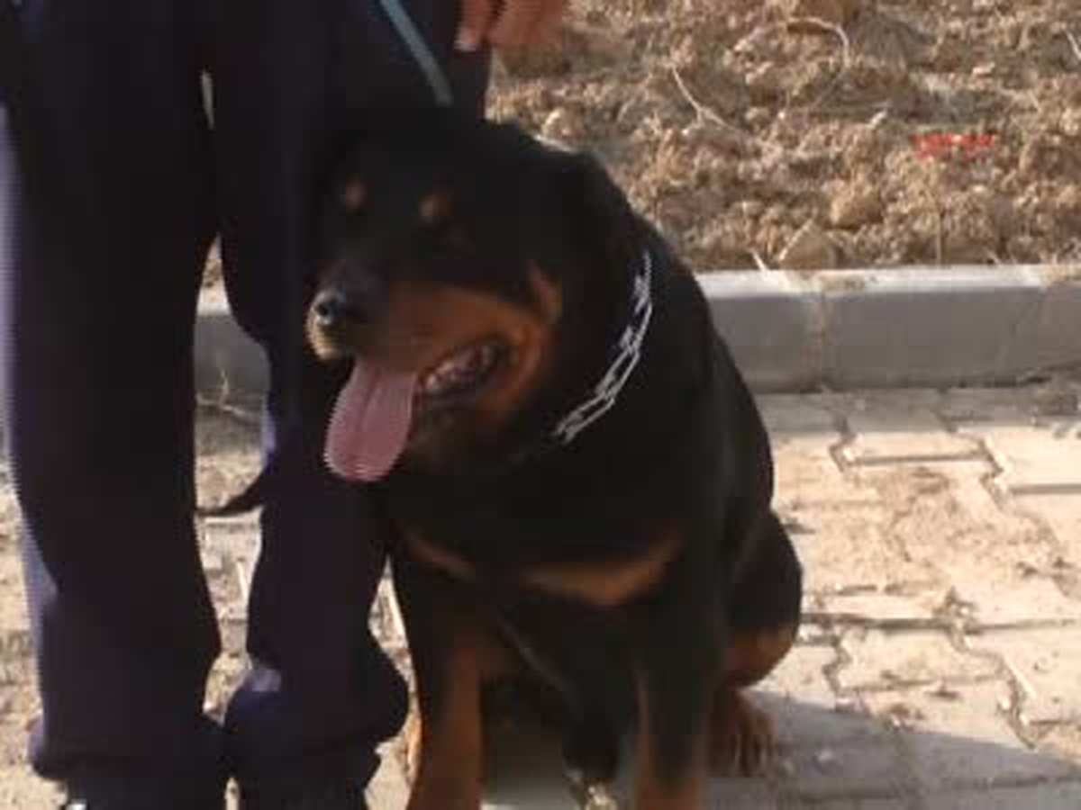 Kırıkkale'de Sertifikalı Köpek Eğitim Kursu
