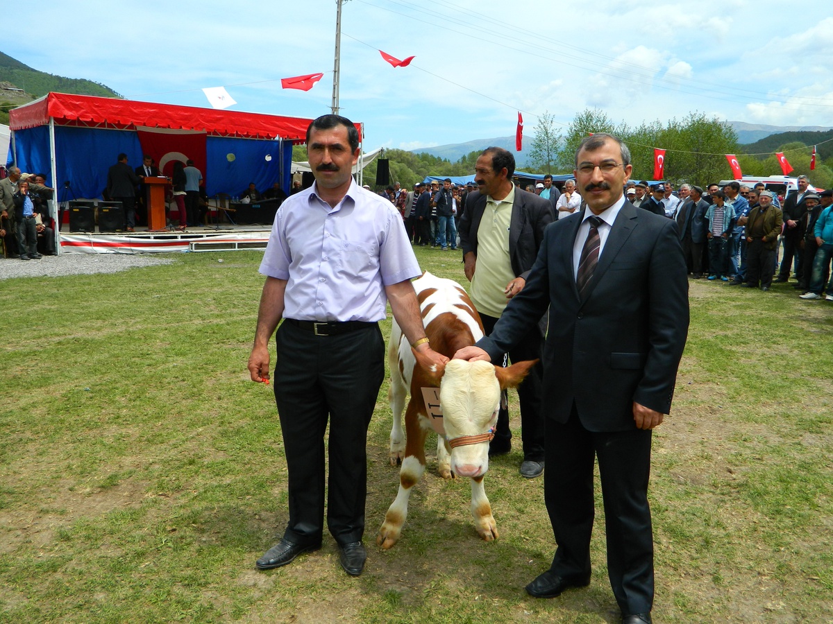 Posof'ta En Güzel Buzağı Yarışması