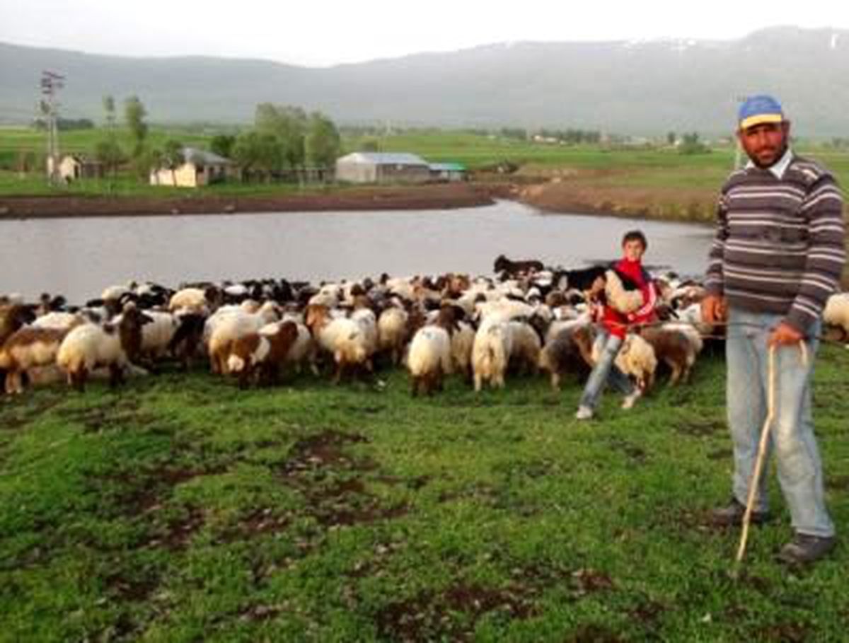 2 Bin 500 TL Maaşı Duyan Çobanlar Köye Geri Döndü