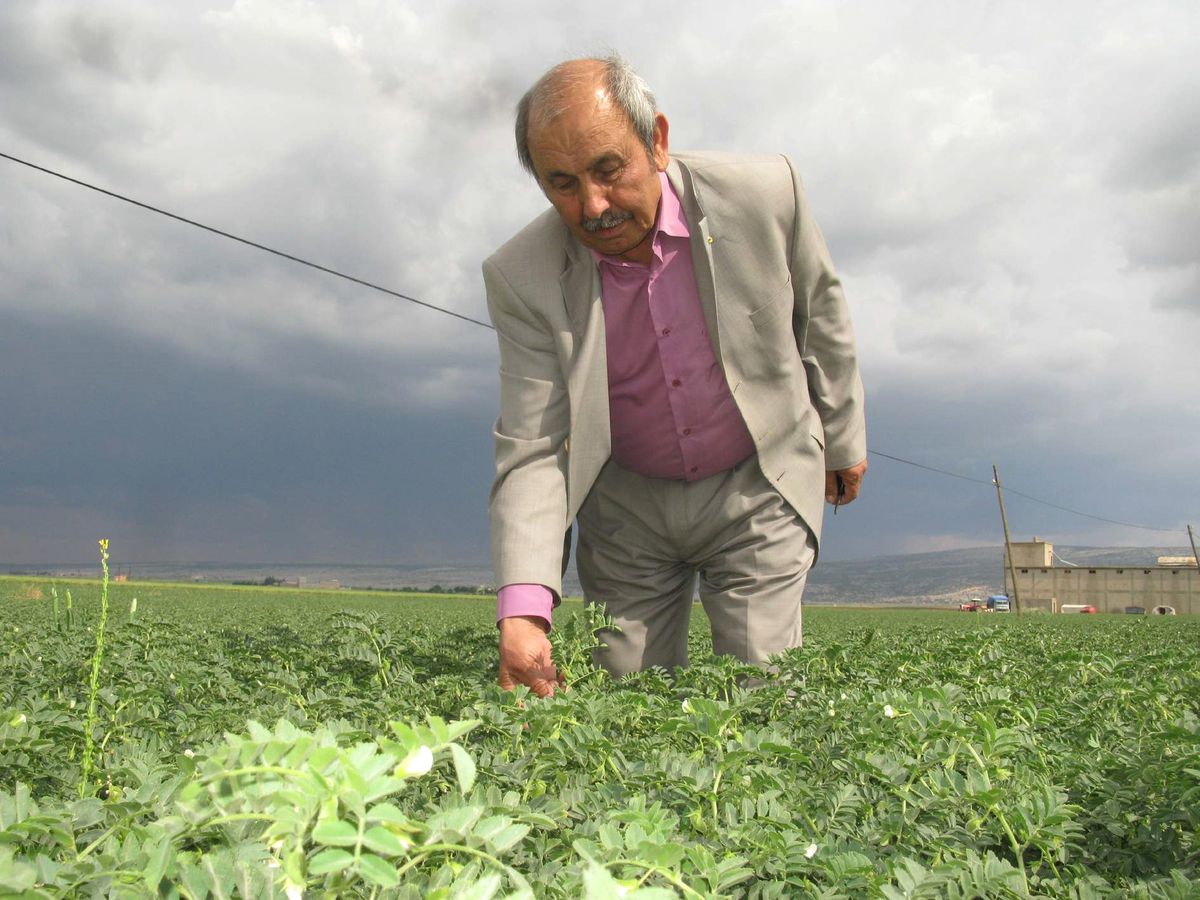 Arabanlı Çiftçiler Nohutta Yüksek Rekolte Bekliyor