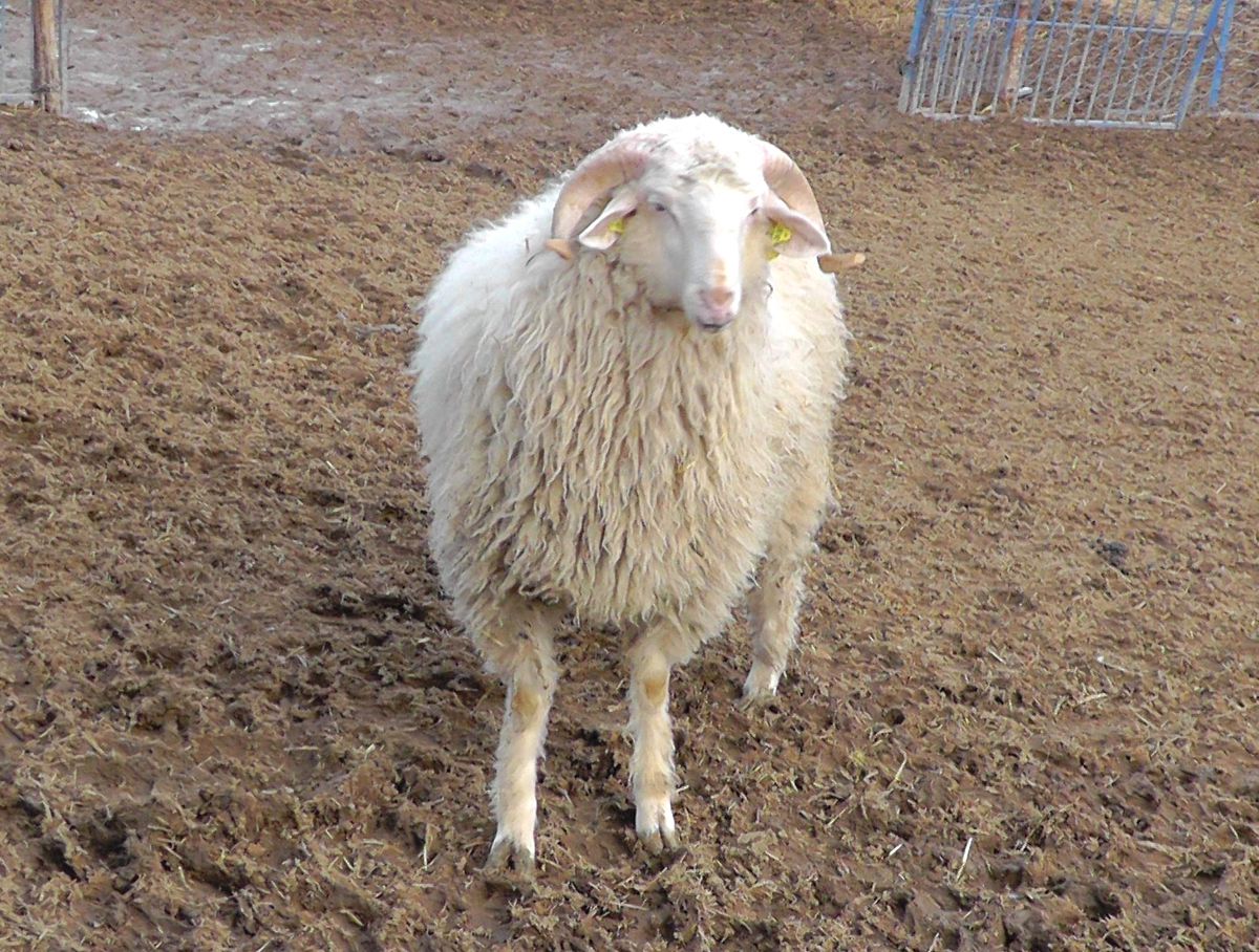 Beyşehir\'de Yeni Koyun Irkı Geliştirme Seferberliği