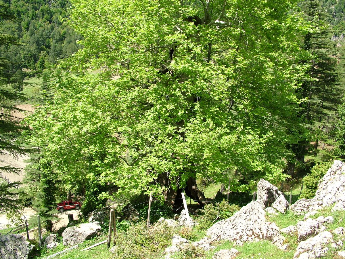 Çınar Ağacının 1000 Yıllık Serüveni