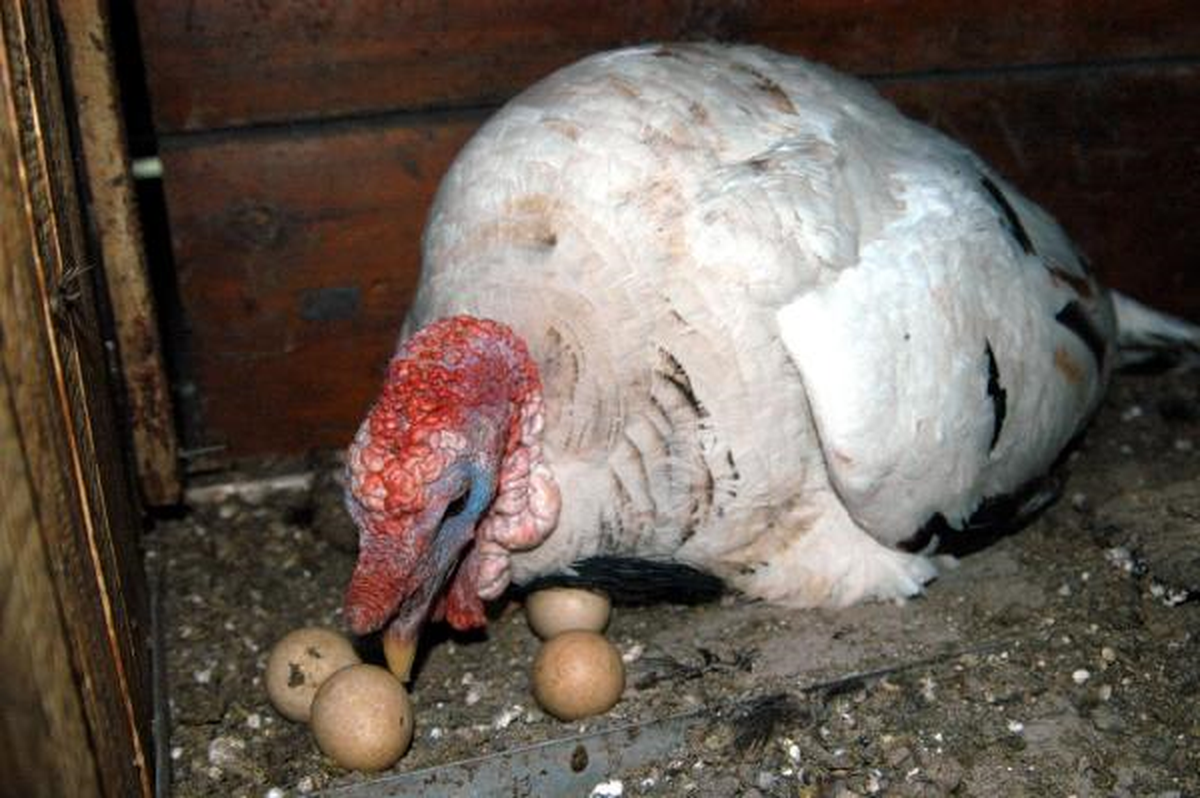 Erkek Hindi, Tavuk Yumurtalarının Üzerinde Kuluçkaya Yattı