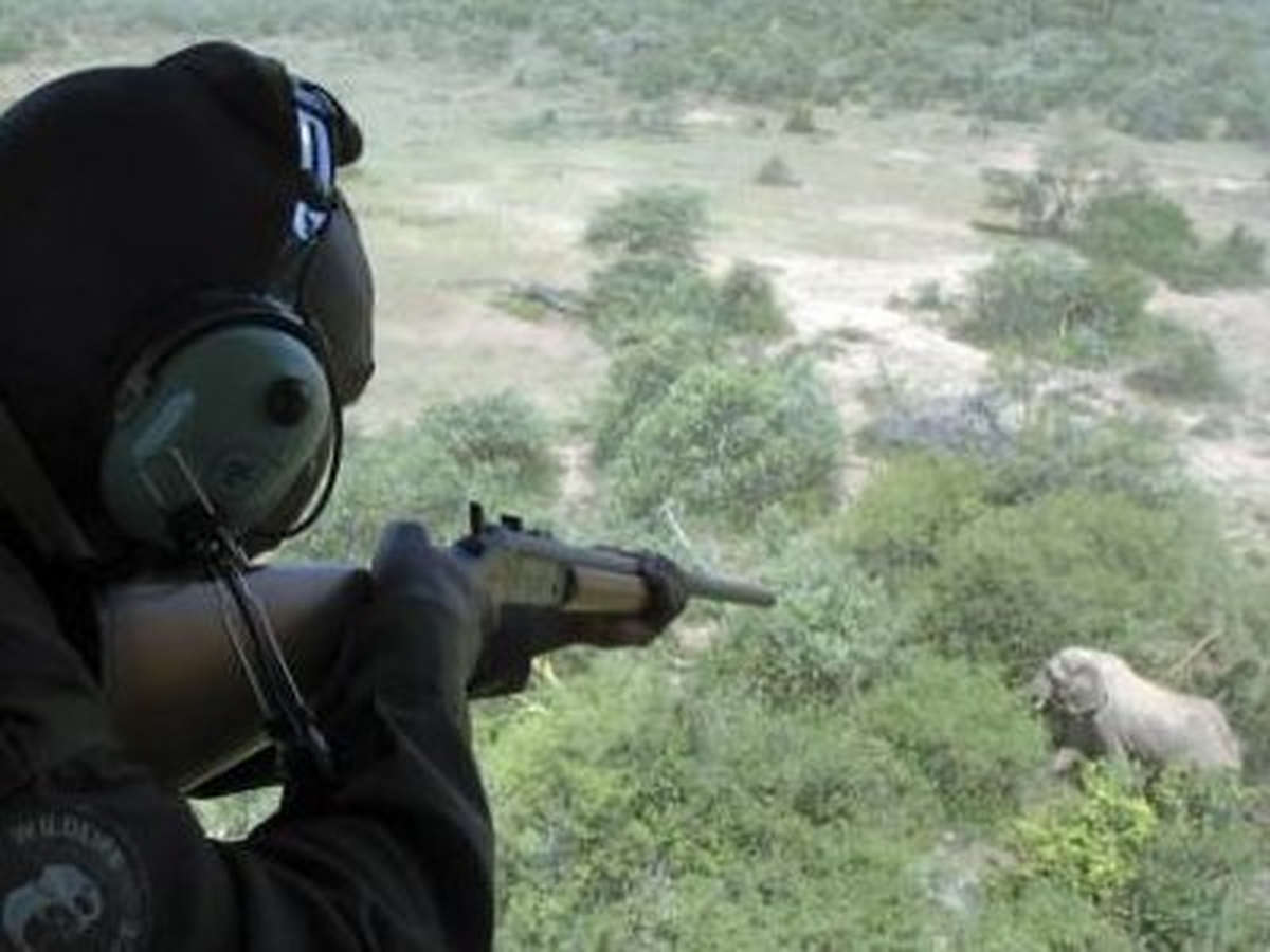 Kongo\'da Son 5 Yılda 5 Bin Fil Öldürüldü