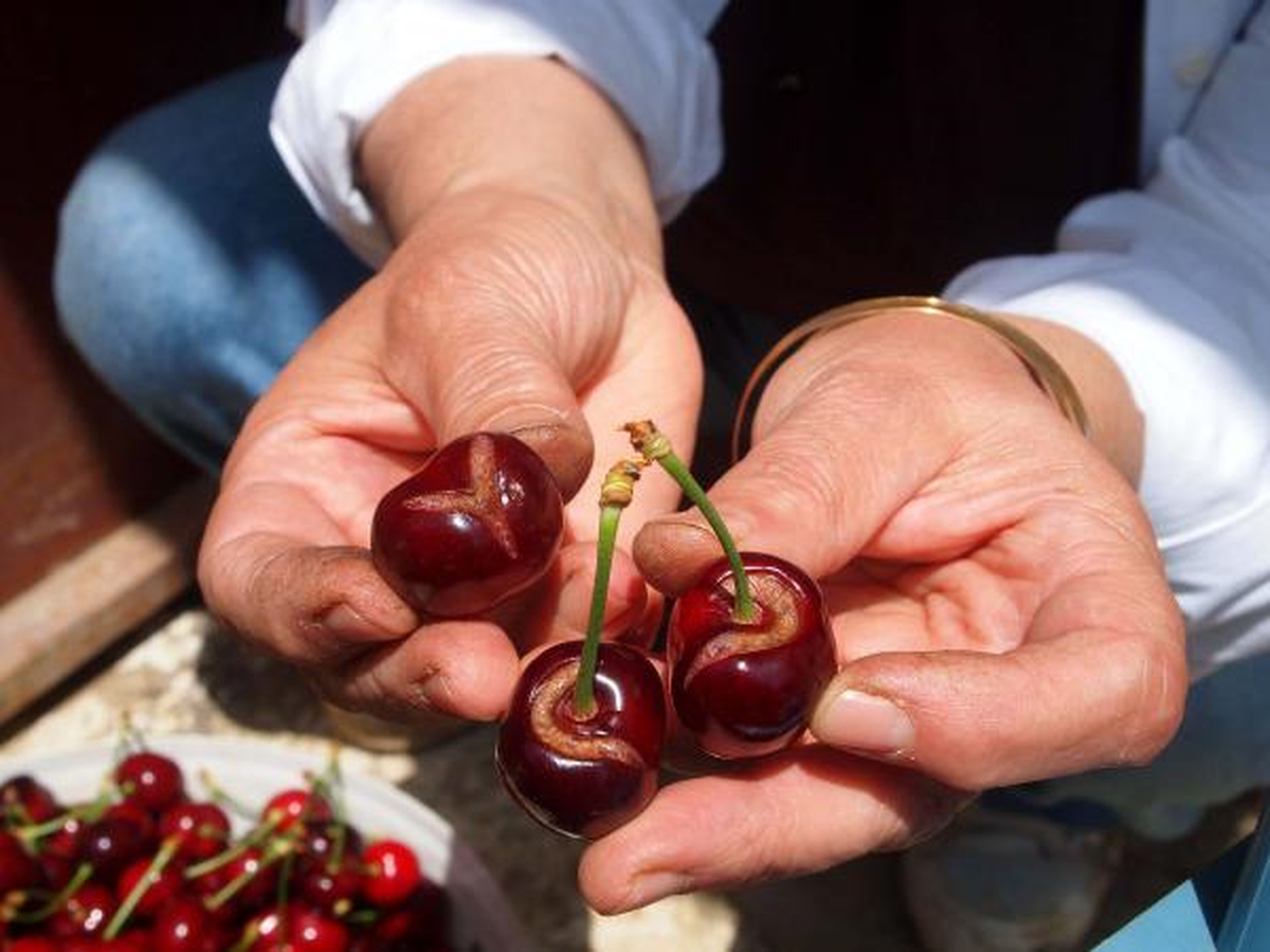 Sağanak Yağmur Kirazı Çatlattı