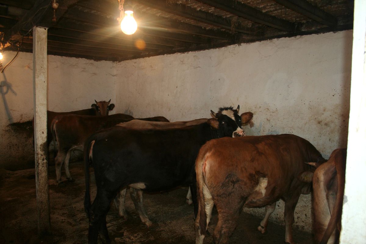 Sakarya'da 2012 Yılında 11 Şap Vakası Görüldü