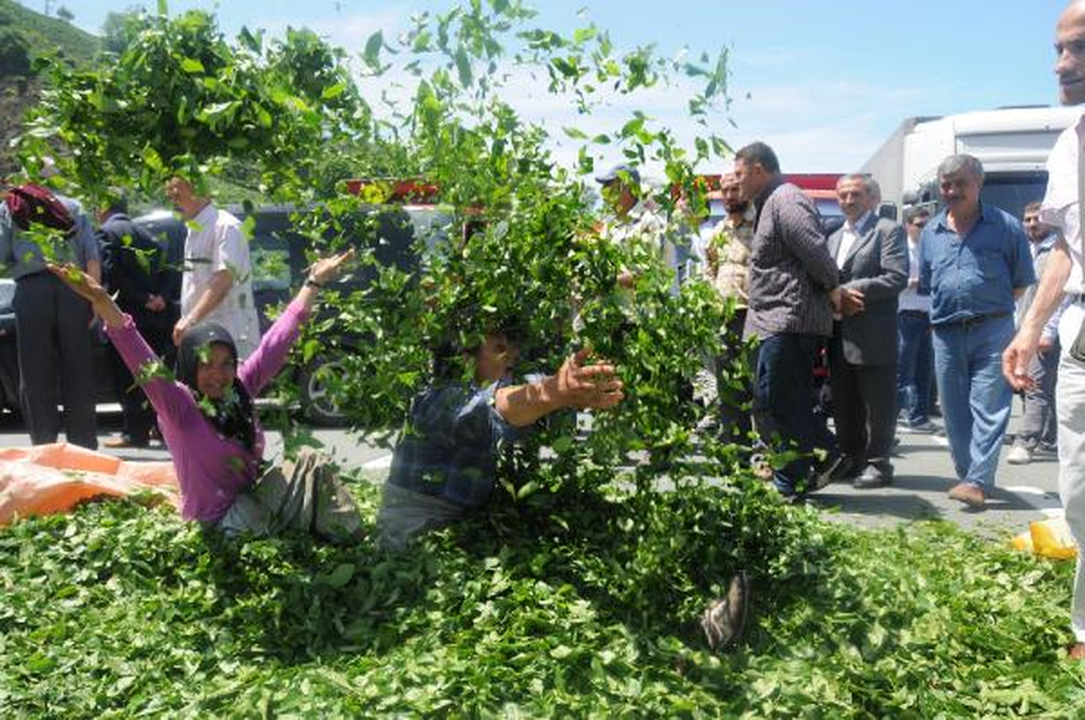 Üreticiler Çay Dökerek Karadeniz Sahil Yolu'nu Ulaşıma Kapattı (2)