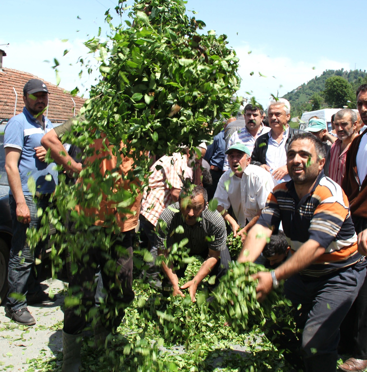 Yaş Çay Alımlarındaki Kontenjan Uygulaması Rize'de Sinirleri Gerdi